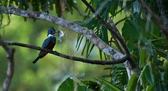 Birds (Ecuador)