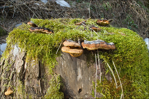 Глеофиллум пахучий (Gloeophyllum odoratum)Photo by Amadej Trnkoczy  on Flickr Автор фото: Amadej Trnkoczy (Slovenija)