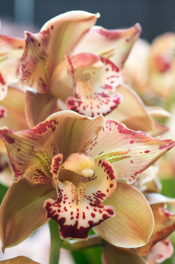 HOA PHONG LAN VIỆTVIETNAM ORCHIDS About Cymbidium Orchids Only