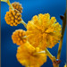 Alegría de primavera    (Mimosa) (acacia dealbata)