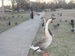 Taylor (Texas) duck pond