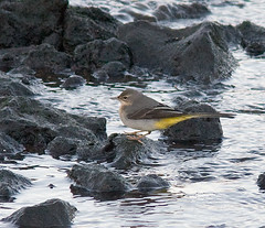 Rare birds Iceland 2010