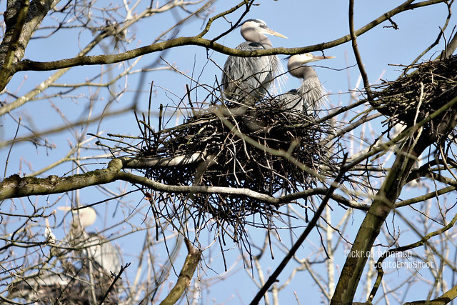 Herons // click image to enlarge