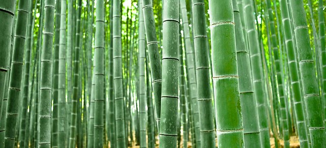 Bamboo forest, Arashiyama - Japan