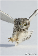 Owl (Short Eared)