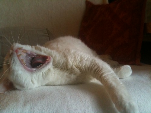 Pandora Yawning on Couch