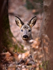 Srnjad (Roe deer)