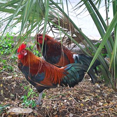 Key West 2010 Wild Chickens