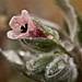 Umbilicus rosa