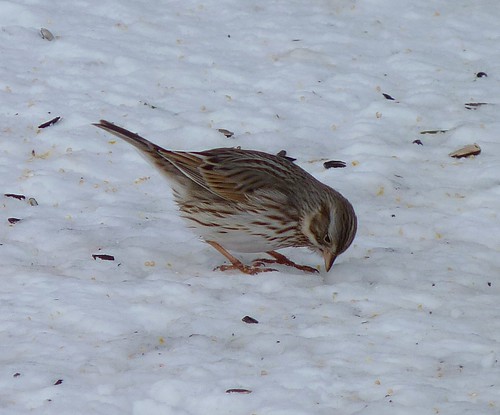 "Ipswich" Savannah Sparrow