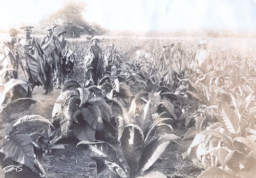 Rhodesia 1905  Tobacco Field by Claire Stocker (Stocker Images)