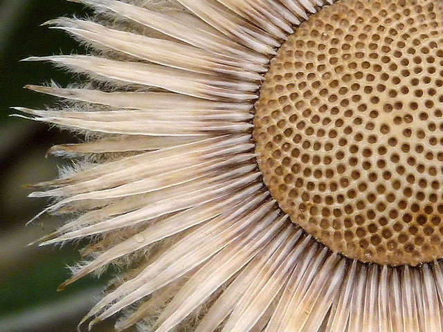 sunflower, pattern