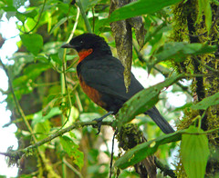 Colombia Cotingidae