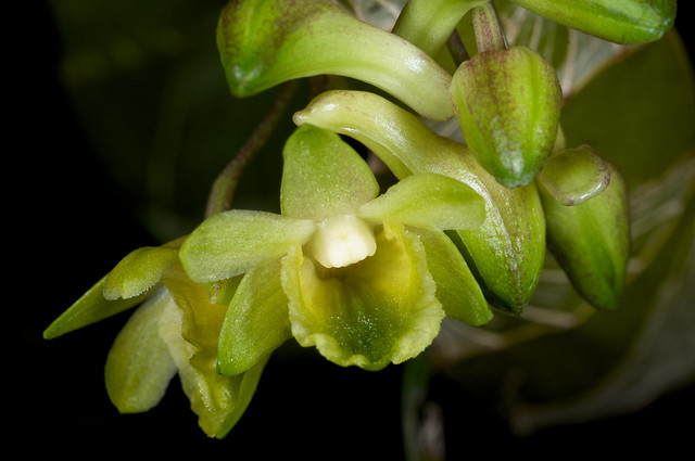 Dendrobium aff. platycaulon