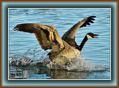 Geese 2011