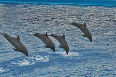 Dolphins in Oceanografic