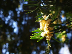 Taxus baccata, macho en floraciÃ³n