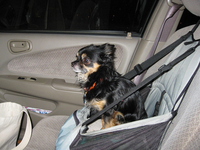Itzl in his Car Seat
