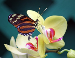 Butterfly Place 2011