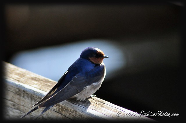 Swallow enjoying the morning sun