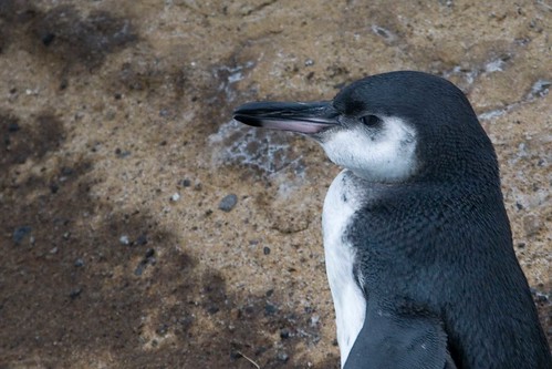 Galapagos Penguin by EtaiAdam