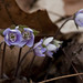03-20-11: Early Spring Flowers