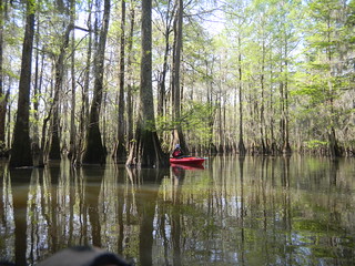 Sparkleberry Swamp