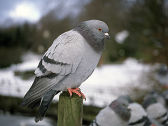 Bydue (Feral Pigeon)