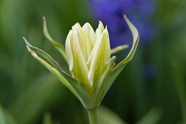 Upon Opening, Tulip at Allen Centennial Garden, University of Wisconsin-Madison