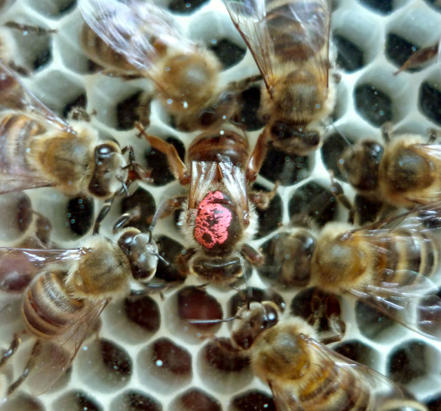 bee laying eggs