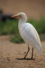 Garcilla Bueyera - Garza mediana - Bubulcus ibis - Cattle egret
