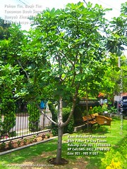Galery Lantai Kayu on Tanam Pohon Tin    Jual Pohon Tin 021 5036 3366