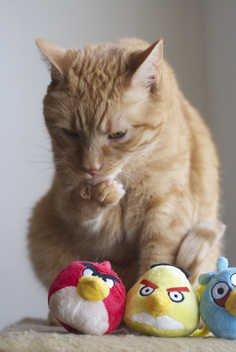 Angry Birds vs Angry Cats