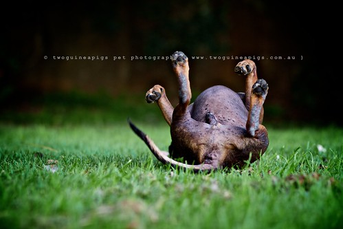 Upside-down by twoguinepaigs pet photography
