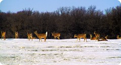 Deer (2010-11)