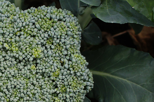 cu broccoli flower head
