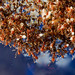 Floating Fire Ants