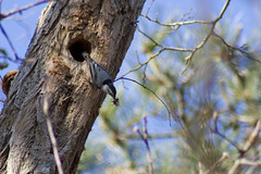 20110327 - Nesting White-Breasted Nuthatch