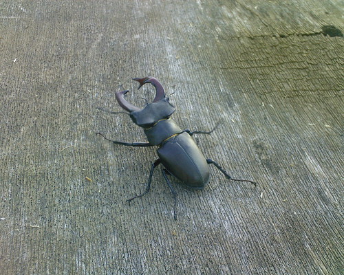 Stag Beetle, Kuwagata Mushi