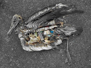 海廢：信天翁肚子含大量塑膠製品，圖片來源httpchrisjordan.comc urrent_set2.phpid=11
