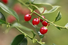 Buxaceae