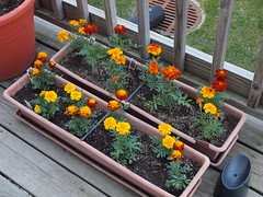 2011 Deck Garden Week One