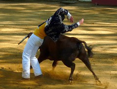 Course d'Amou, 17 avril 2011, 47, superbe série de Mathieu Noguès sur la vache sans corde