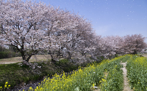 桜吹雪 PRAY FOR JAPAN by nomachishinri