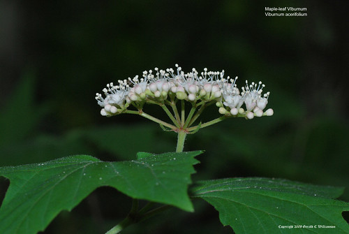 Maple Leaved Viburnum - Viburnum acerifolium