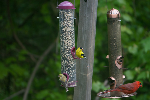 Goldfinches Join the Regulars at the Feeder