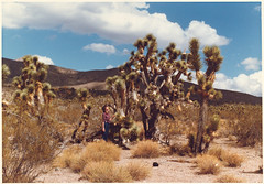 Utah's Mojave Desert