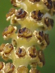 Spénophytes ou Equisétophytes (Equisetacées)
