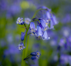 Bluebell woods April 2011