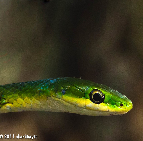 Rough green snake -(Opheodrys aestivus)